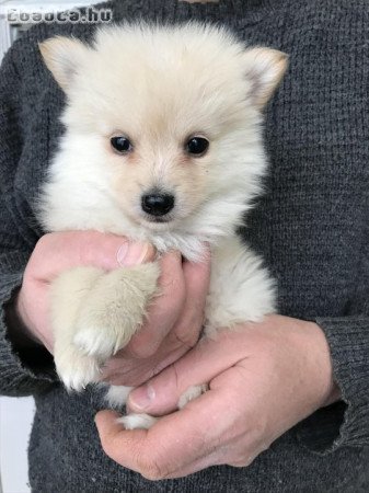 Azonnal elvihető tündéri Spicc, Spitz kutyusok !