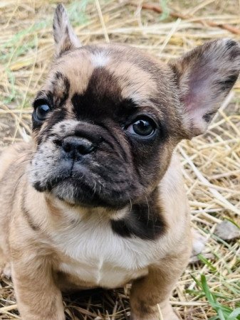 Francia bulldog