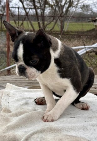 Boston terrier