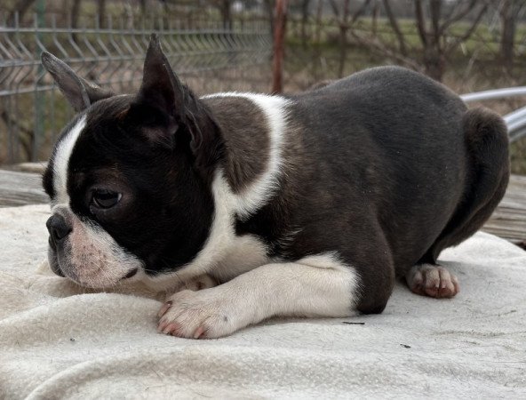 Boston terrier
