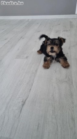 Gazdit keres Yorkshire Terrier jellegű kan kutyus!