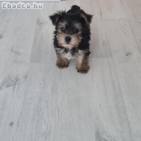 Gazdit keres Yorkshire Terrier jellegű kan kutyus!