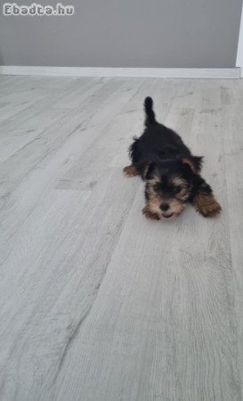 Gazdit keres Yorkshire Terrier jellegű kan kutyus!