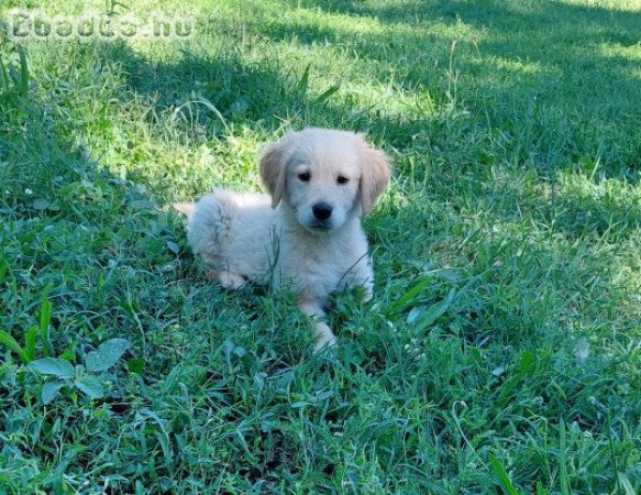 Golden retriever eladó kiskutya