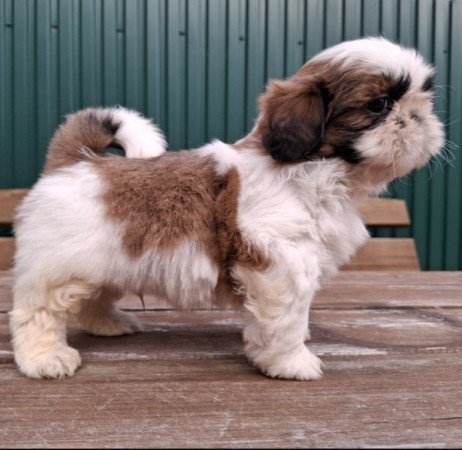 Shih-tzu
