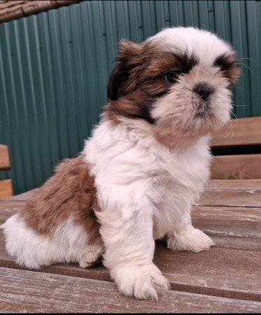 Shih-tzu