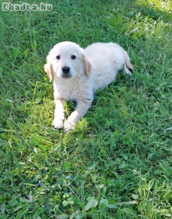 Golden retriever eladó kiskutya