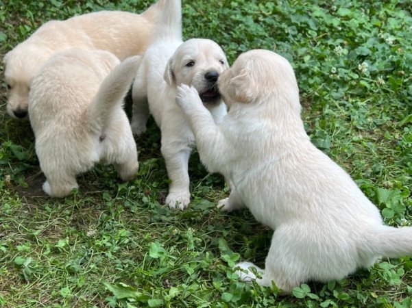 Golden Retriver