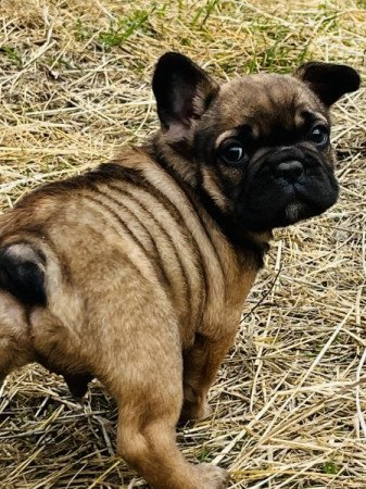 Francia bulldog