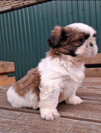 Shih-tzu