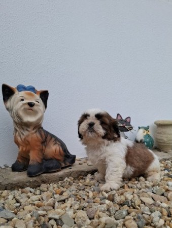 Shih-tzu