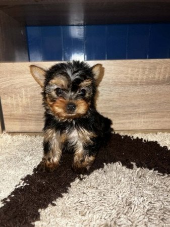 Yorkshire Terrier