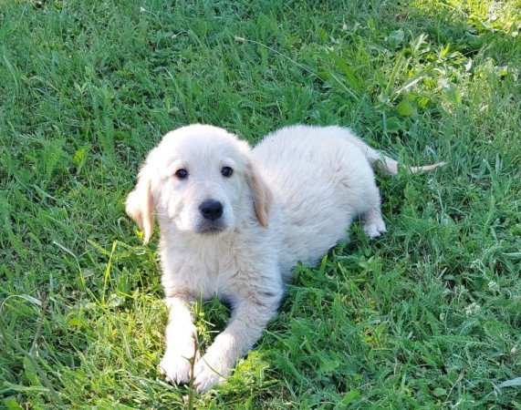 golden retriever