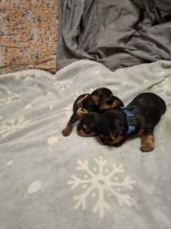 Yorkshire terrier
