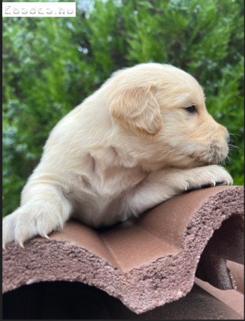 Golden Retriver Kölyök