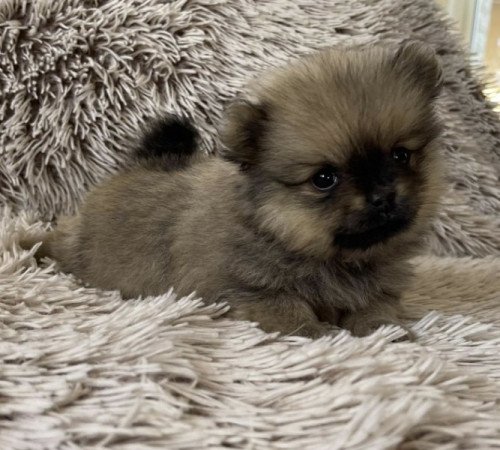 Pomerániai Törpe Spitz