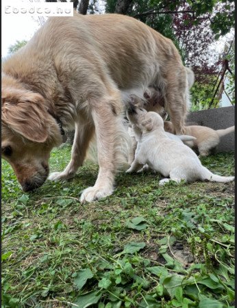 Golden Retriver Kölyök