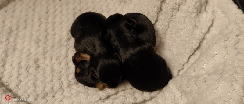 Yorkshire terrier