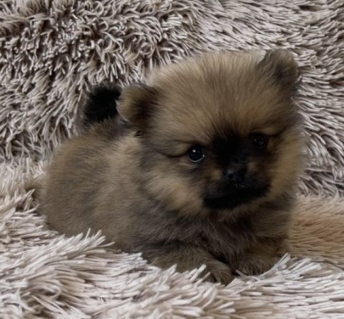Pomerániai Törpe Spitz