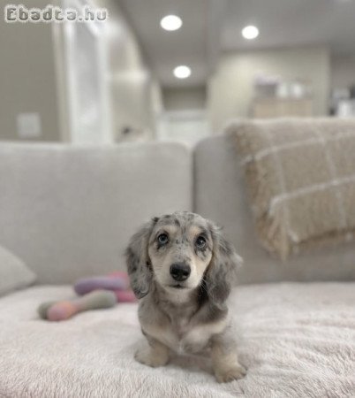 Szuper imádnivaló tacskó kölykök