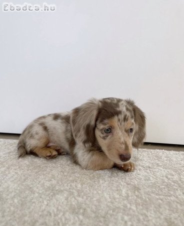 Szuper imádnivaló tacskó kölykök