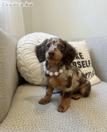 Szuper imádnivaló tacskó kölykök