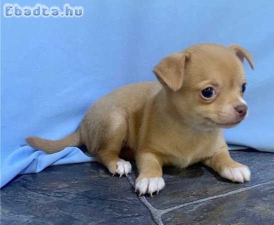 Kan és nőstény csivava kölykök állatbarátoknak.