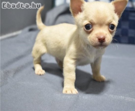 Kan és nőstény csivava kölykök állatbarátoknak.