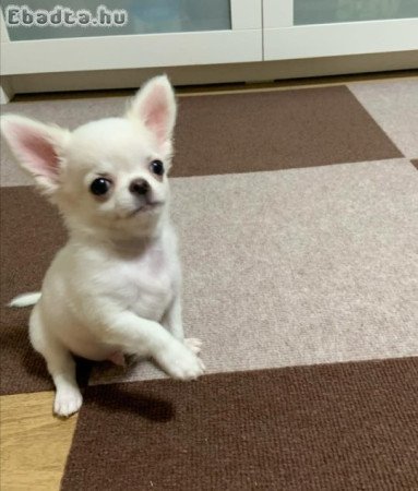 Kan és nőstény csivava kölykök állatbarátoknak.