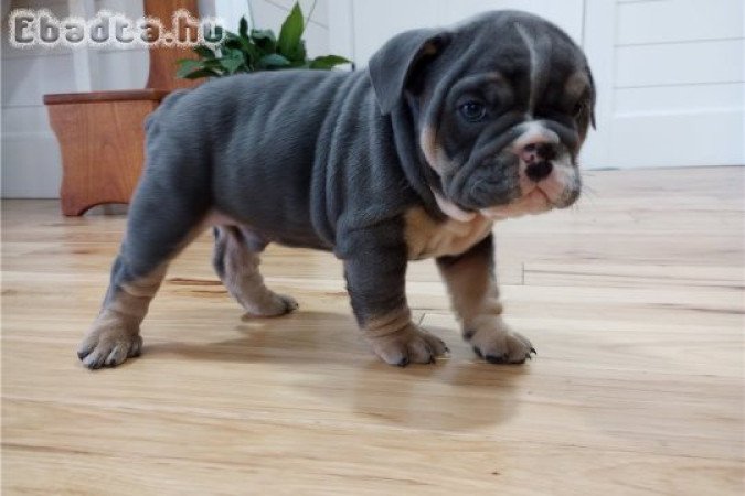 Szuper imádnivaló angol bulldog kölykök