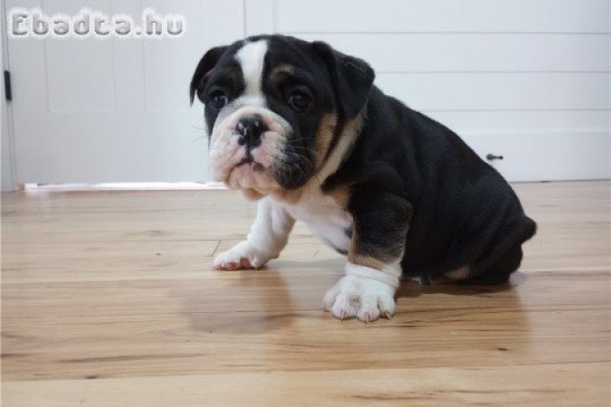Szuper imádnivaló angol bulldog kölykök
