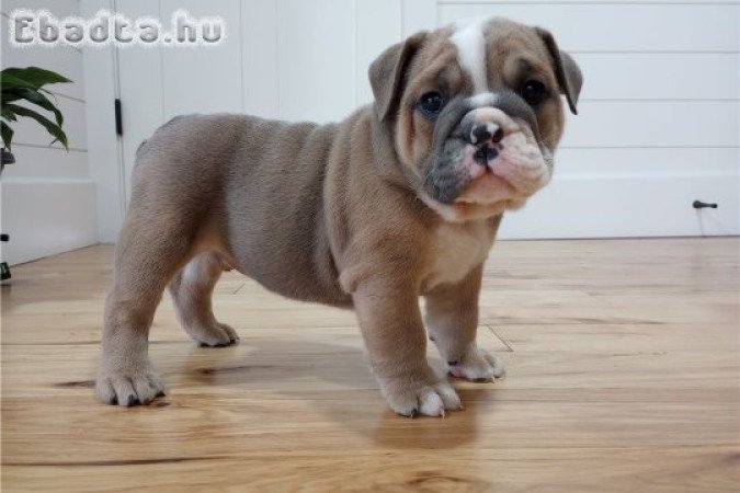 Szuper imádnivaló angol bulldog kölykök