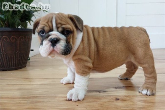 Szuper imádnivaló angol bulldog kölykök