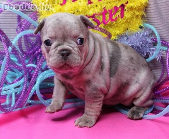 Csodálatos francia bulldog kölykök örökbefogadásra