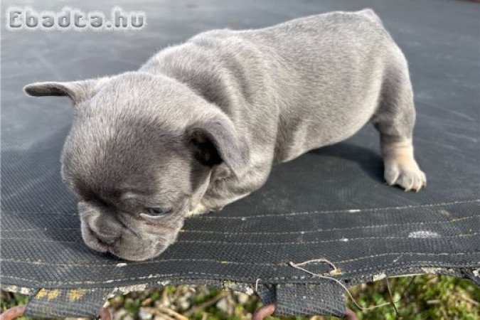 Csodálatos francia bulldog kölykök örökbefogadásra