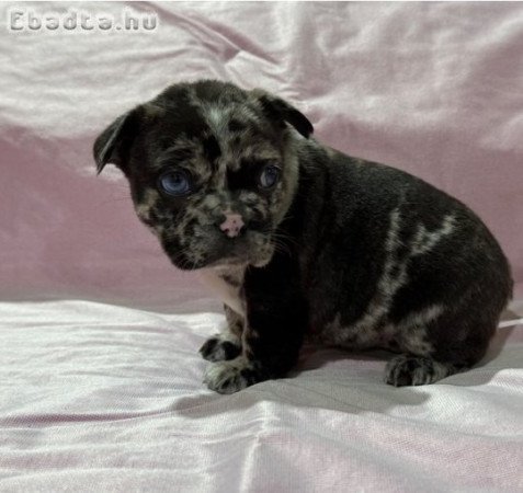 Csodálatos francia bulldog kölykök örökbefogadásra