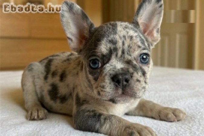 Csodálatos francia bulldog kölykök örökbefogadásra