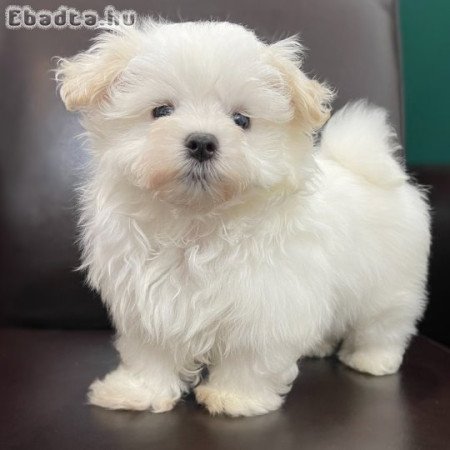 Gyönyörű máltai selyemkutyák eladók