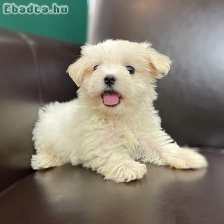 Gyönyörű máltai selyemkutyák eladók