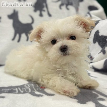 Gyönyörű máltai selyemkutyák eladók
