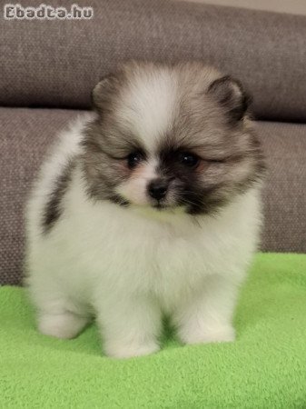 pomerániai törpe spitz eladó pomi pomeranian