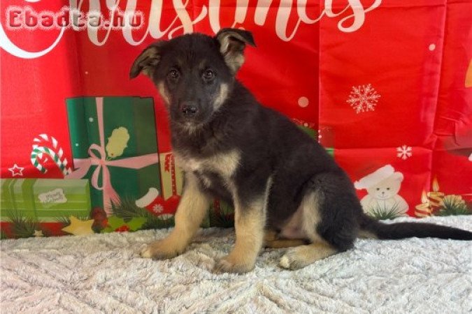 Egészséges németjuhász kölykök