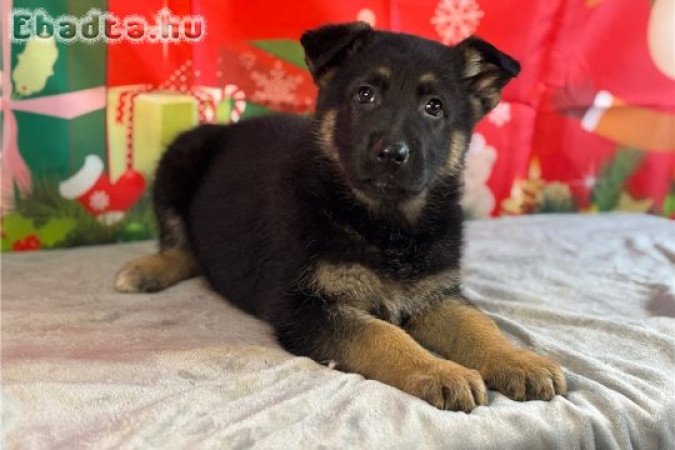 Egészséges németjuhász kölykök