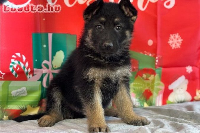 Egészséges németjuhász kölykök