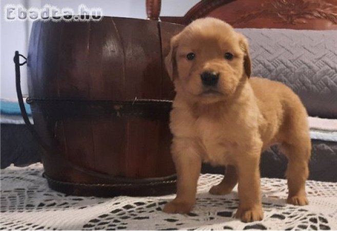 nőstény golden retriever kölykök állatbarátoknak.