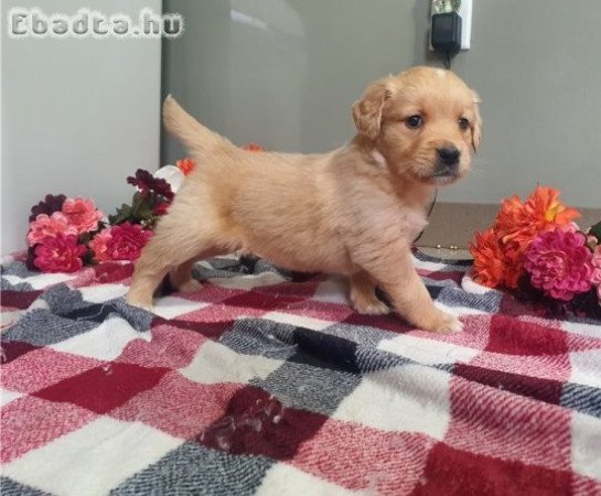nőstény golden retriever kölykök állatbarátoknak.