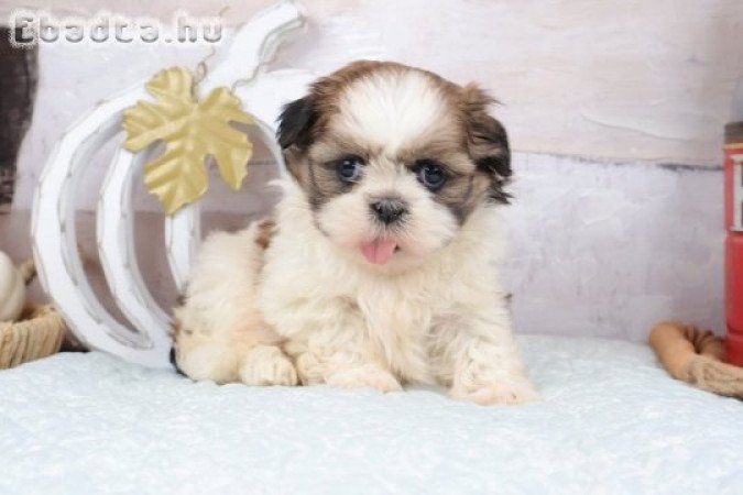 Imádnivaló, otthon nevelt shih tzu kölykök.
