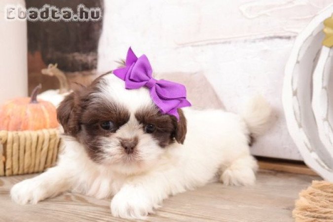 Imádnivaló, otthon nevelt shih tzu kölykök.