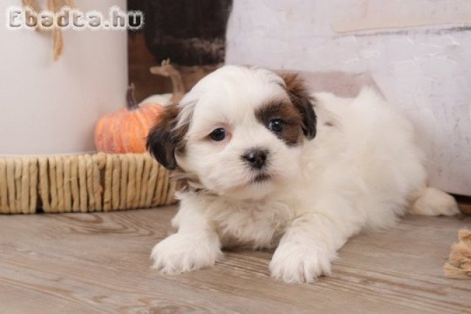 Imádnivaló, otthon nevelt shih tzu kölykök.
