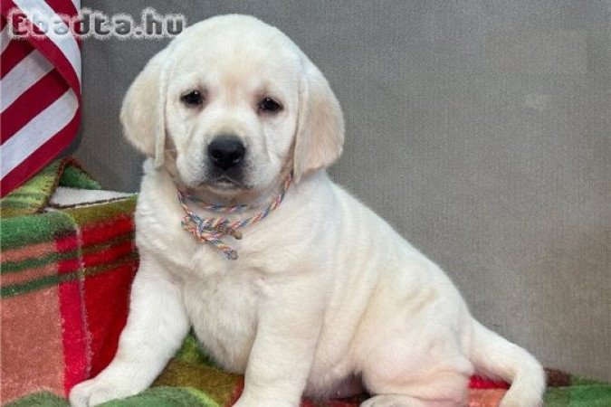 Egészséges labrador retriever kölykök